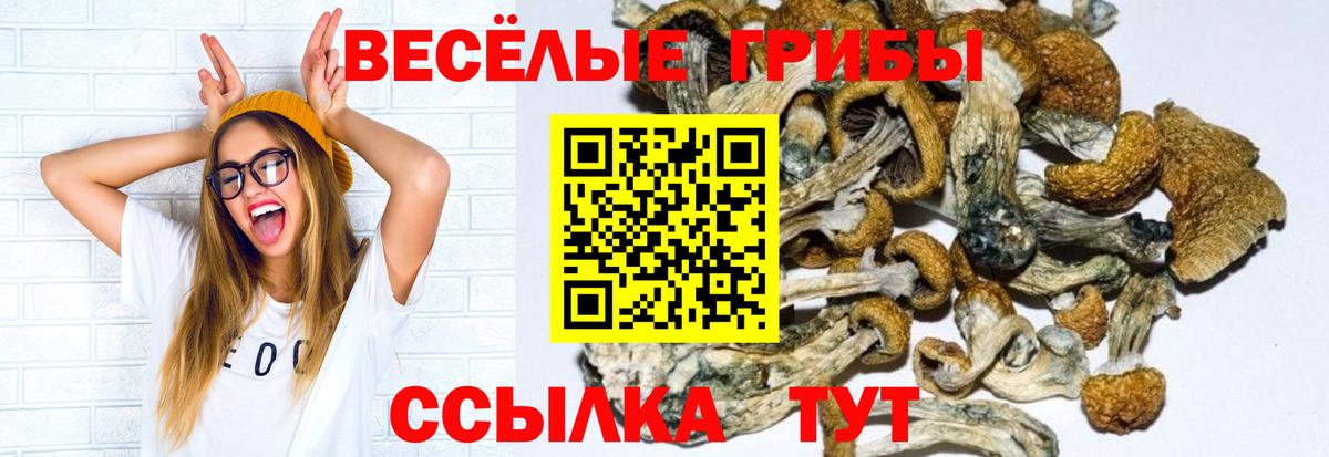 Краснознаменск  Галлюциногенные грибы Psilocybe  Вход с VPN 